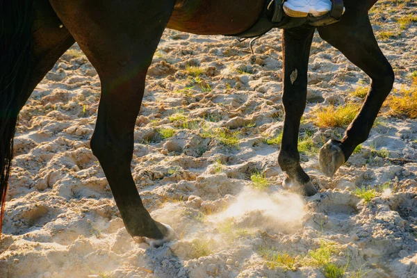 Horse\'s hooves, the horse gallops on the sand.