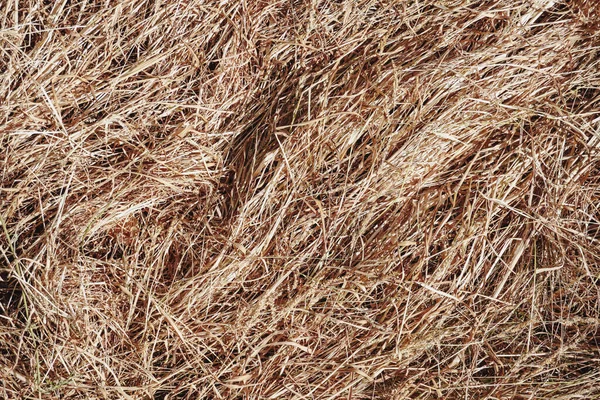 Dry Grass Hay Pile Hay Dry Grass Field — ストック写真