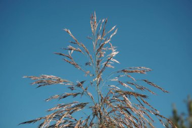 Grass on the background of the blue sky. Plant close-up. Grass with a thin stem.
