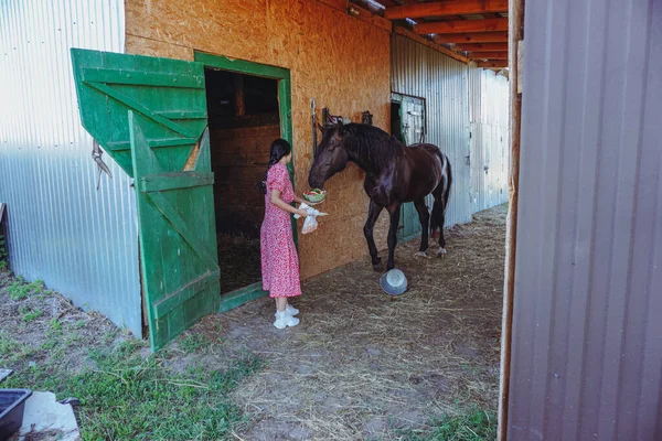 A girl feeds a horse. The horse is standing in the stable. The horse is eating. Brown horse.