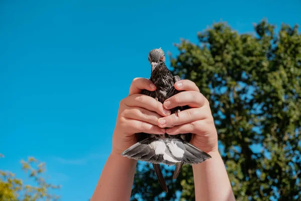 Pigeon Close Pigeon Hands Pigeon Background Blue Sky — 图库照片