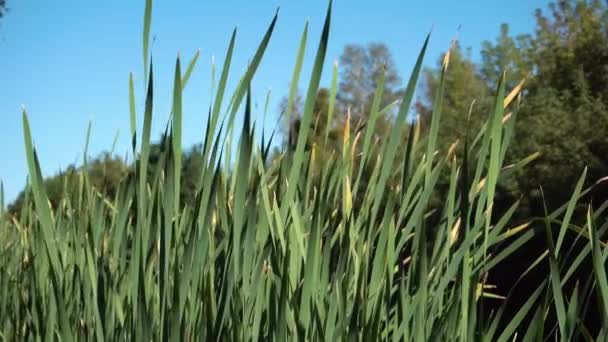 Reeds Care Mișcă Încet Vântul Iarbă Lac Aproape Bulrush Verde — Videoclip de stoc