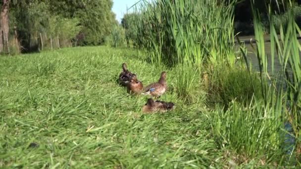 Patos Selvagens Margem Rio Patos Estão Banhar Sol Patos Selvagens — Vídeo de Stock