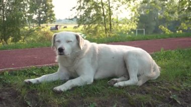 Beyaz köpek yeşil çimlerde uyuyor. Gözleri kapalı bir köpek. Köpek çimlerin üzerinde uyuyor. Büyük beyaz bir köpek..