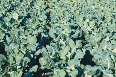 Lahana tarlası. Tarlada lahana kuyruğunda.