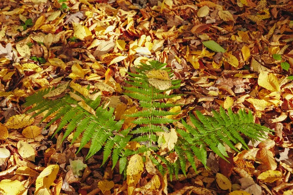 森の中のシダ 黄色の葉の間のシダ 秋は季節です — ストック写真