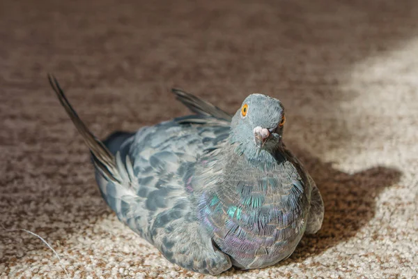 一只鸽子正坐在房间的地板上 一只鸽子看着摄像机 — 图库照片