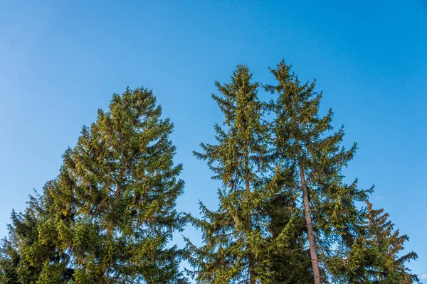 Coniferous trees in the forest. Pine trees. Big dark green coniferous tree. Christmas tree.