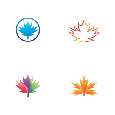 Akçaağaç yaprağı vektör çizim şablonu