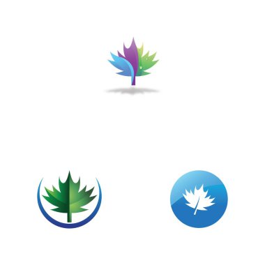 Akçaağaç yaprağı vektör çizim şablonu