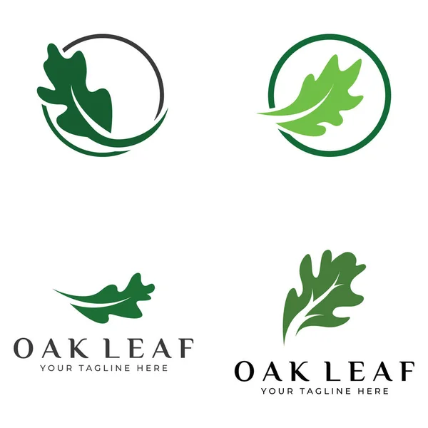Sonbahar meşe yaprağı logosu ve meşe ağacı logosu. Düzenleme vektör illüstrasyonuyla.