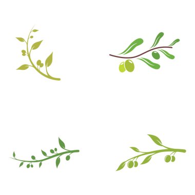 Zeytin dalı ile doğal bitkisel zeytin ve yağ logosu. Ticari logo, markalaşma, bitkisel ilaç ve kaplıca.