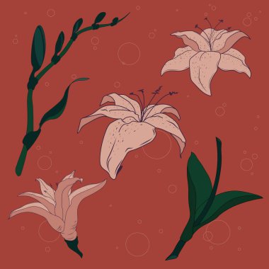 Çiçek seti. Çiçekli zambaklar, tomurcuklu filizler ve kırmızı arka planda yaprakları olan saplar. Geniş kullanım alanları: baskı, kartlar, hatıra defteri, arka plan, duvar kağıdı. Tüm ya da tek elementler.