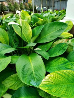 Bir demet yeşil spathiphyllum kochii yaprağı. 