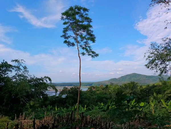 Wysokie Drzewo Waduk Cirata Jawa Zachodnia Indonezja — Zdjęcie stockowe