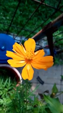 Rüzgarda esen güzel zinnia çiçekleri