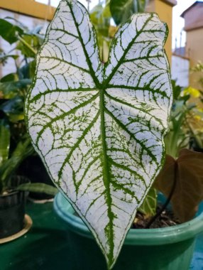 Kaladyumun güzel damar deseni çömlekteki beyaz noel