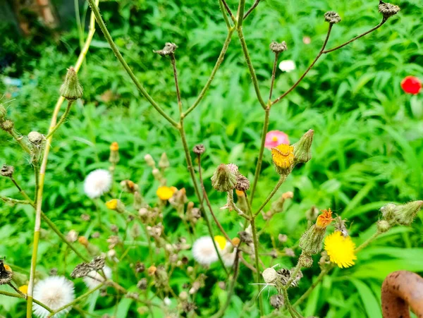 Verdorrte Und Trockene Gelbe Distel Auf Der Wiese — Stockfoto