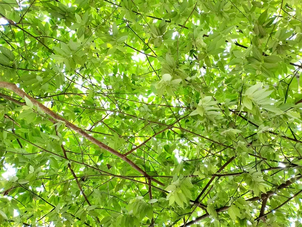 Low angle of the green tree canopy