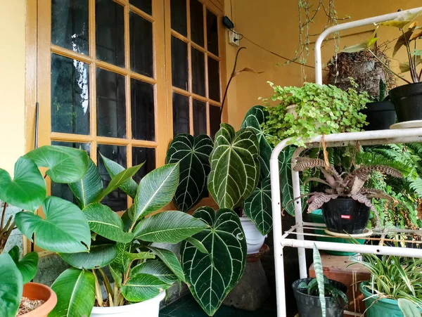 Anthurium Planten Andere Sierplanten Hoek Van Een Huis — Stockfoto