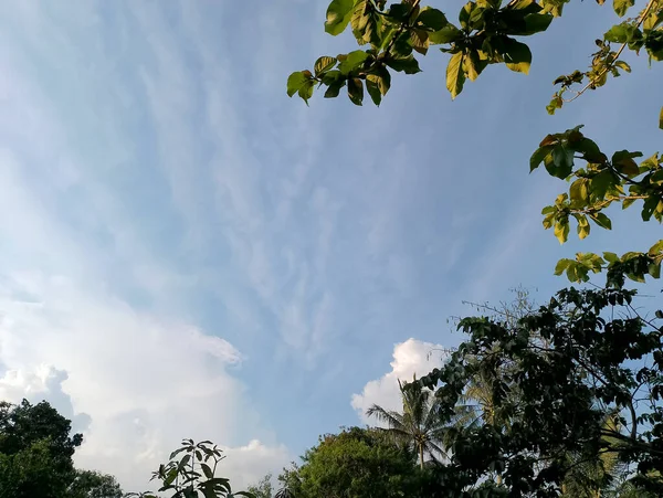 Hermoso Formato Cielo Una Tarde Soleada Patio Trasero Rodeado Árboles — Foto de Stock