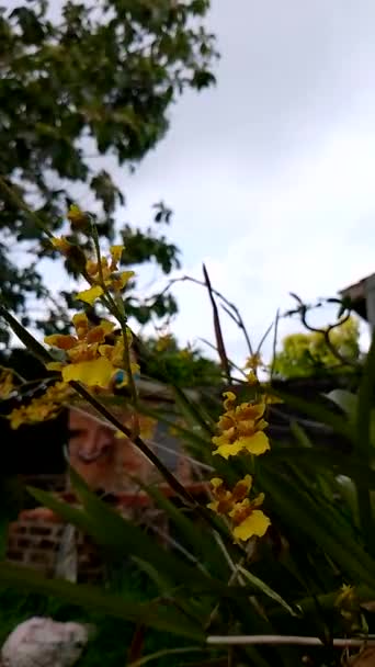 Oncidium Uma Planta Orquídea Movendo Vento — Vídeo de Stock