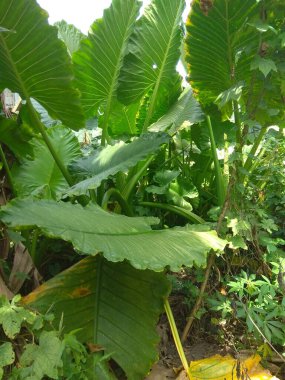 Pohon keladi ,pohon talas bolang 