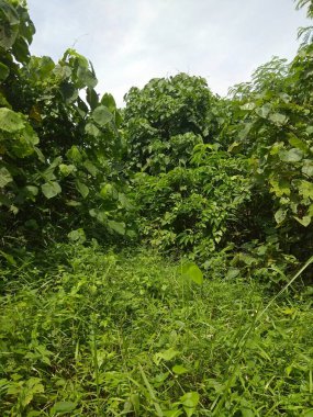 yeşil yapraklar, bitkiler ve yapraklar