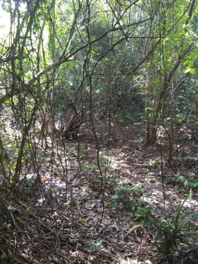 Ormanda kök saldık. 