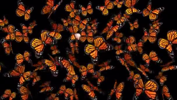 Group Butterflies Transparent Alpha Background — Stock Video