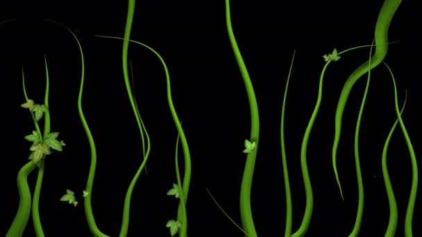 Çevredeki Boşluğu Büyüten Dolduran Uzun Yeşil Lianalar Şeklinde Animasyon — Stok video
