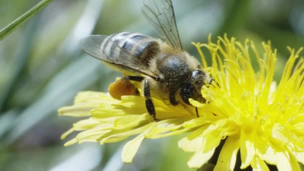 Рабочая Пчела Собирает Пыльцу Одуванчик — стоковое видео
