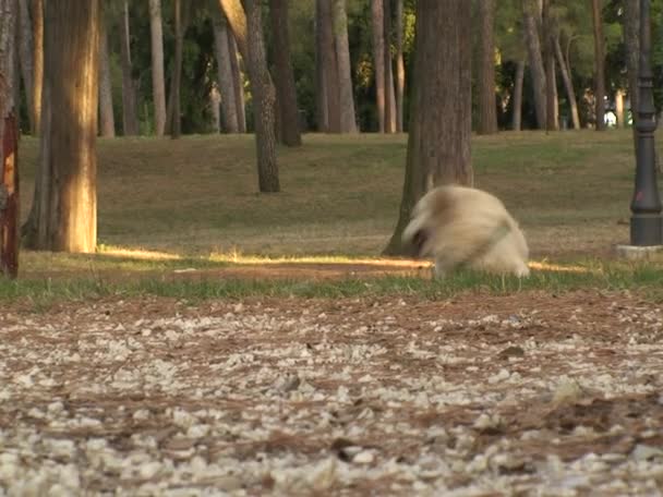 Video Van Een Jonge Retriever Die Speelt Een Prachtig Groen — Stockvideo