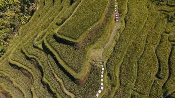 Aerial Clip Green Rice Fields Bali Indonesia — Stock Video