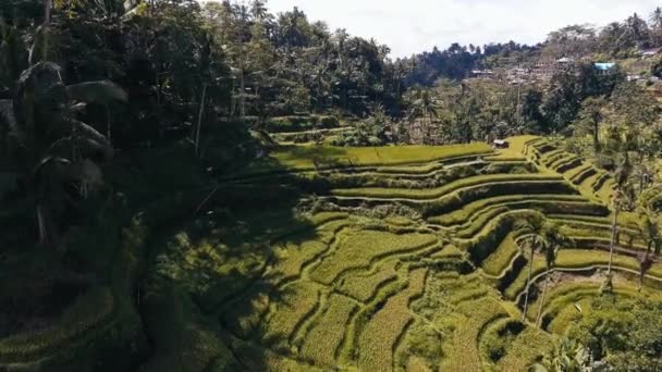 Flying Rice Terrace Bali — Stock Video