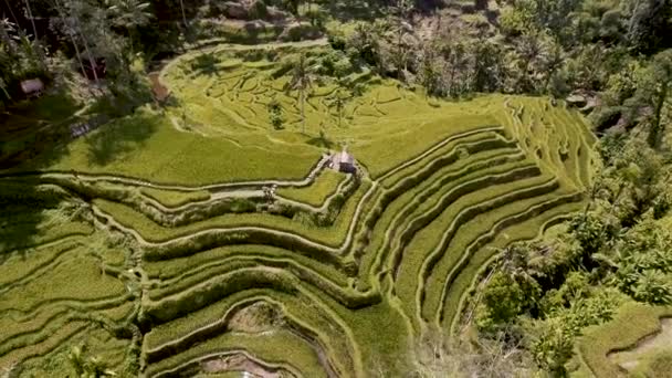 Bali Deki Pirinç Tarlalarının Üstündeki Havadan — Stok video