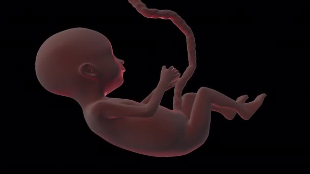 Płód Ludzki Wewnątrz Ciała Przezroczystym Alfa Tłem — Wideo stockowe