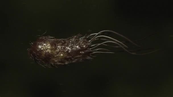 Bacterias Movimiento Cierran Con Cabello Tentáculos — Vídeo de stock