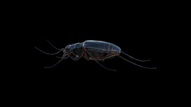 Cicindela Japonica Insect Animation Transparent Alpha Background — Stock Video
