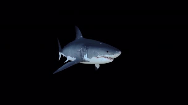 Animación Great White Shark Con Fondo Transparente Alfa — Vídeo de stock