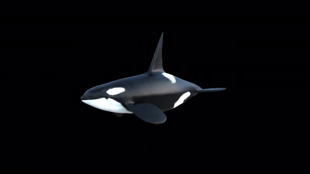 Killer Φάλαινα Βρόχο Κολύμπι Διαφανές Φόντο — Αρχείο Βίντεο