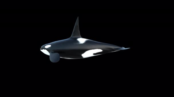 Killer Whale Berenang Loop Dengan Transparan Alpha Latar Belakang — Stok Video