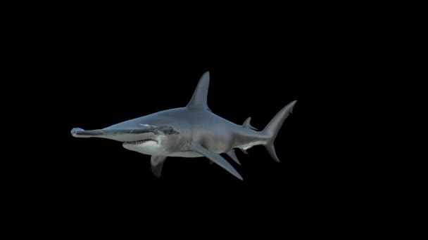 Hammerhead Shark Nuotare Intorno Con Sfondo Trasparente — Video Stock