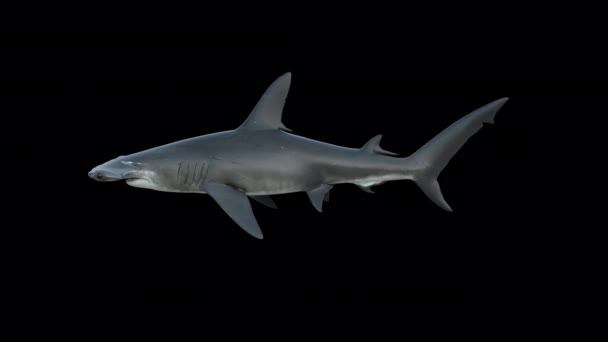 Shark Hammerhead Плаває Навколо Прозорим Альфа Фоном — стокове відео