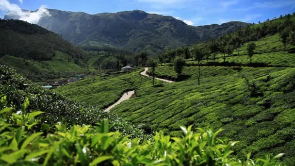 Beautiful Tea Plantation Munnar India — Stock Video