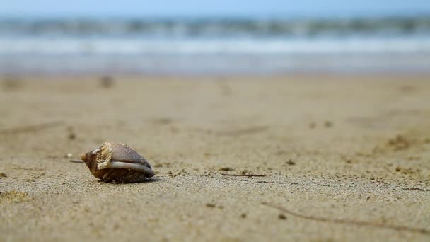 潜蟹在热带海滩上奔跑 — 图库视频影像