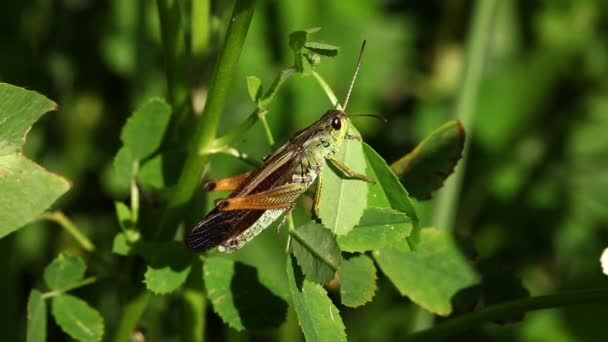 Grasshopper Hoja Hierba — Vídeos de Stock