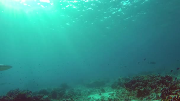 Ujung Hiu Hitam Laut Tropis — Stok Video