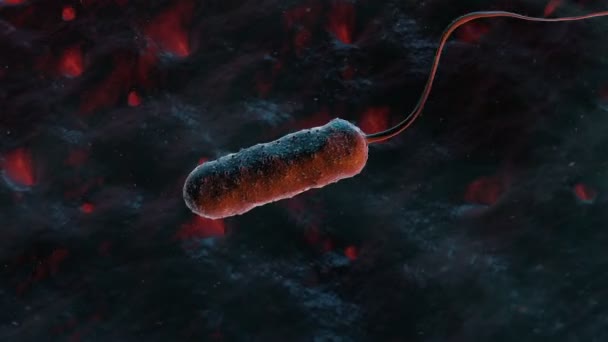 Bacteria Vibrio Vulnificus Swimming — Stock Video