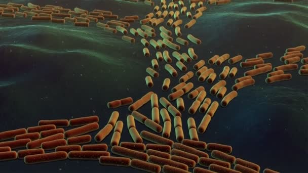 División Bacteriana Una Animación — Vídeos de Stock